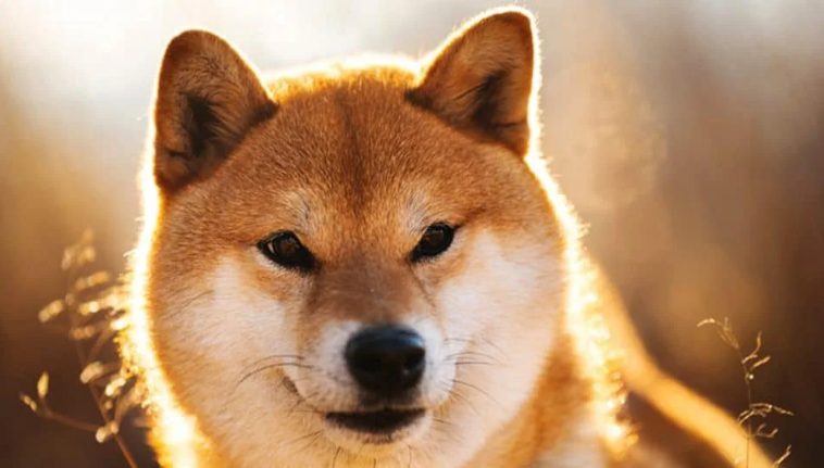 Kriptovaluta shiba inu
