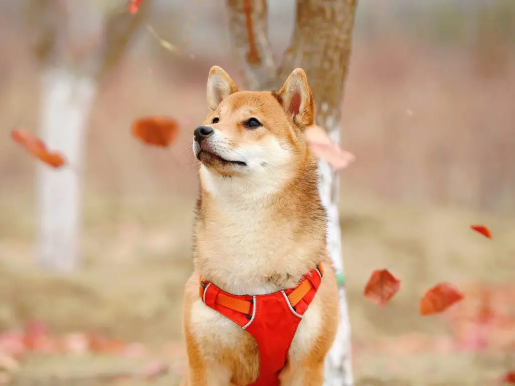 Kako kupiti Dogecoin
