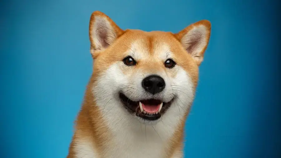 Zakaj se je povečal vrednostni indeks DOGE?
