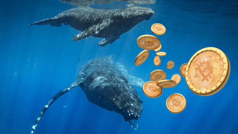 Bitcoin Whales’ $3B Stash Surge Razkrito v januarskih podatkih