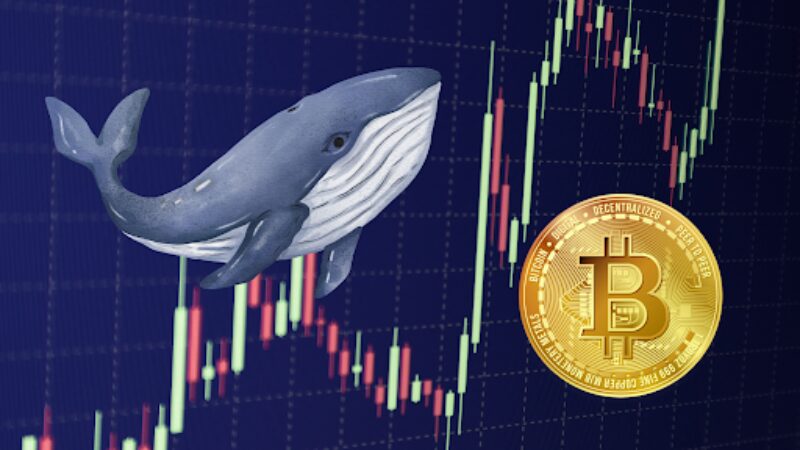 Whale-Led Bitcoin Surge Breaks $44K Barrier, Več dobičkov pred nami?
